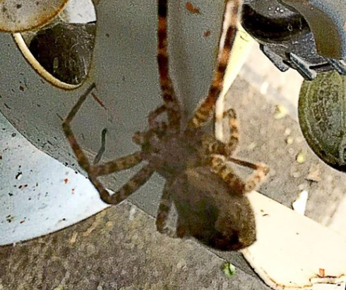 spiders found in iowa